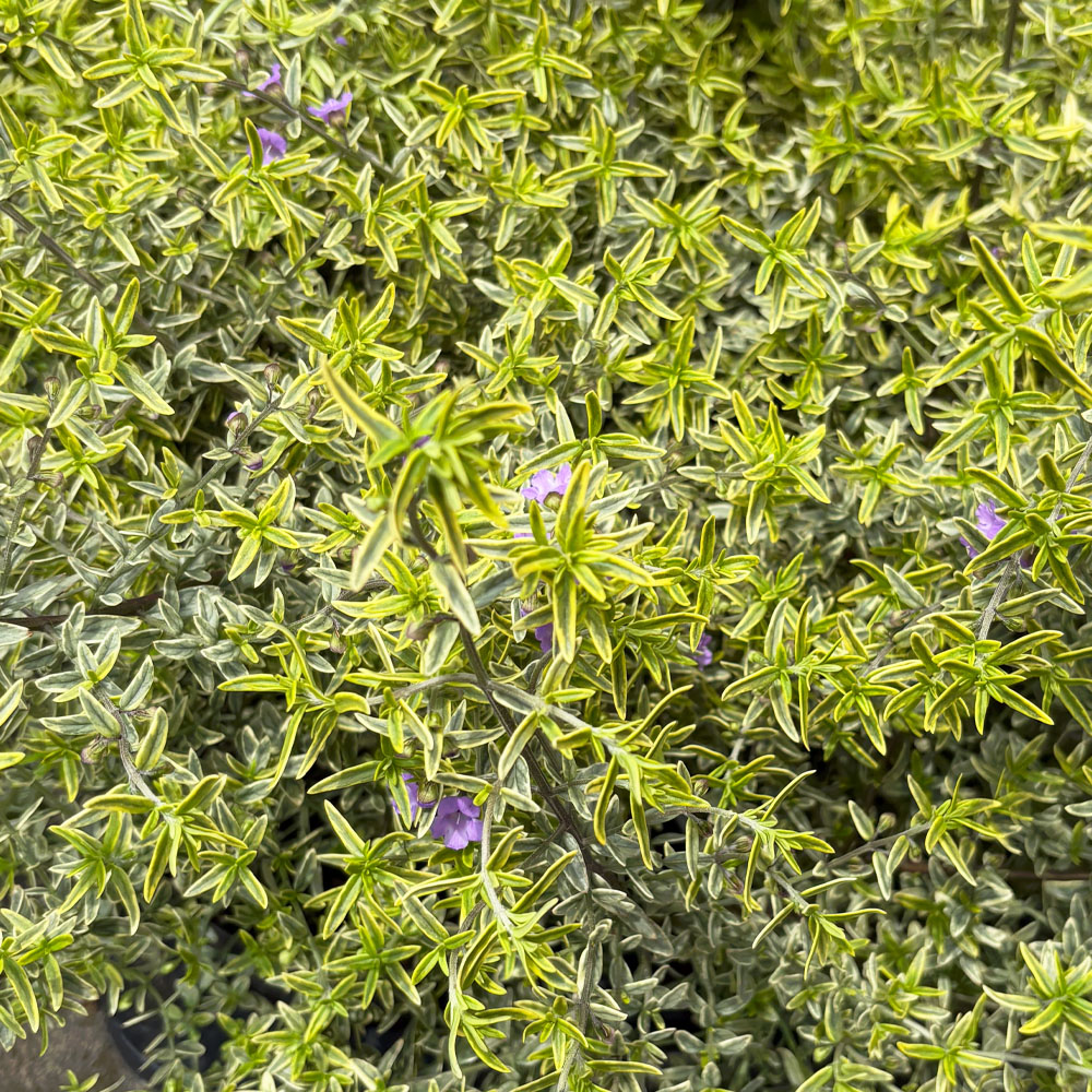 ミントブッシュ ミラクルスター 4