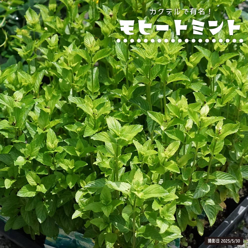 ミント モヒートミント 