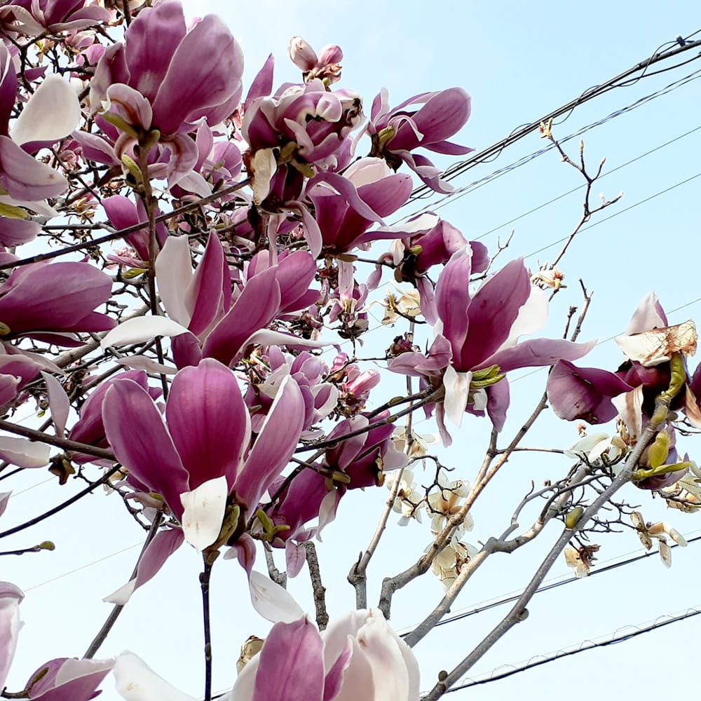 モクレン リッキー 1