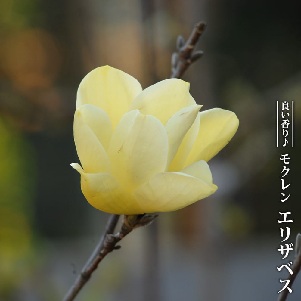 モクレン エリザベス 