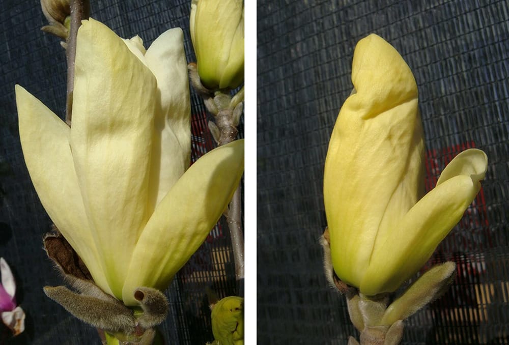 モクレン エリザベス 1