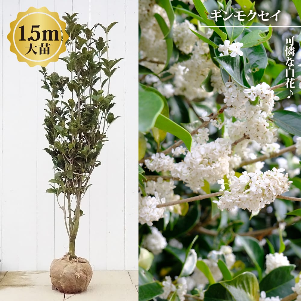 モクセイ ギンモクセイ 