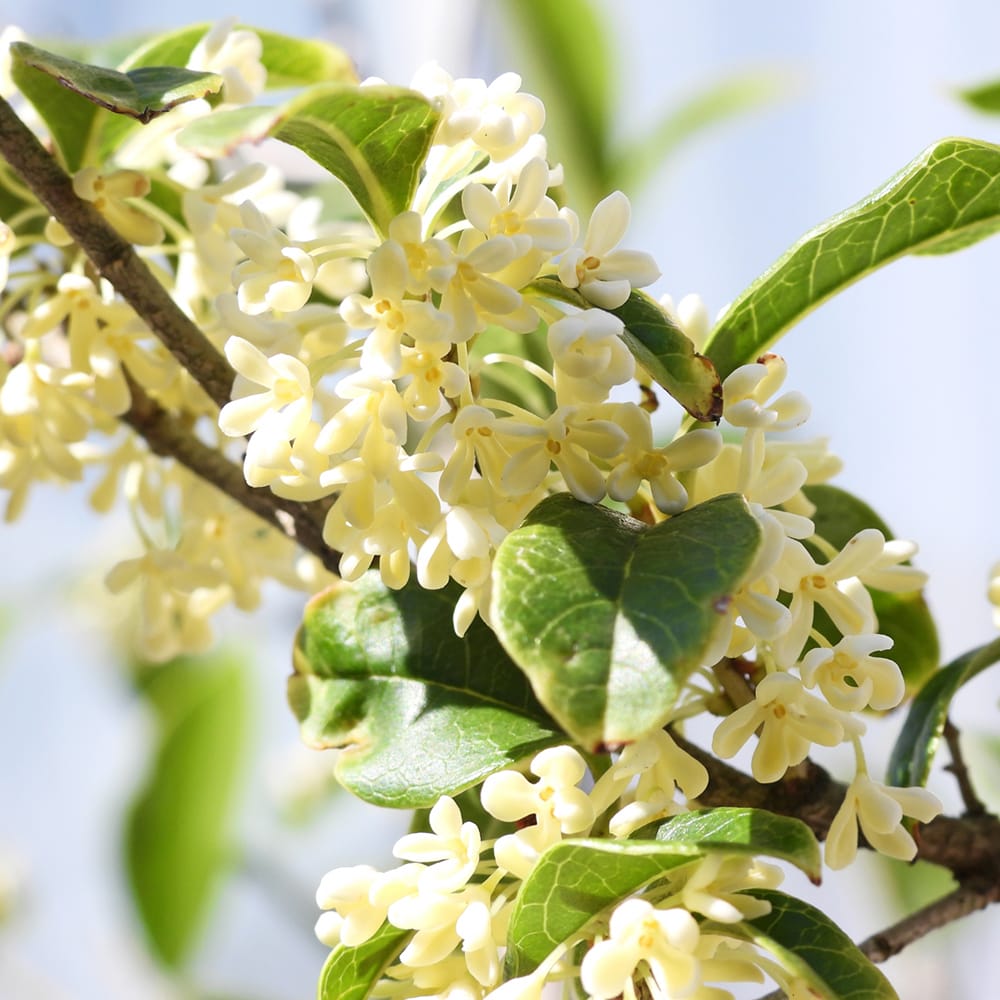 モクセイ ギンモクセイ 苗 おすすめ 苗木部 By 花ひろばオンライン