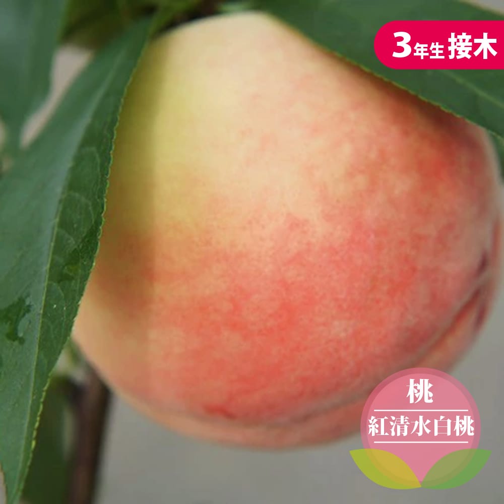 モモ 白桃 紅清水白桃 苗 おすすめ 苗木部 By 花ひろばオンライン