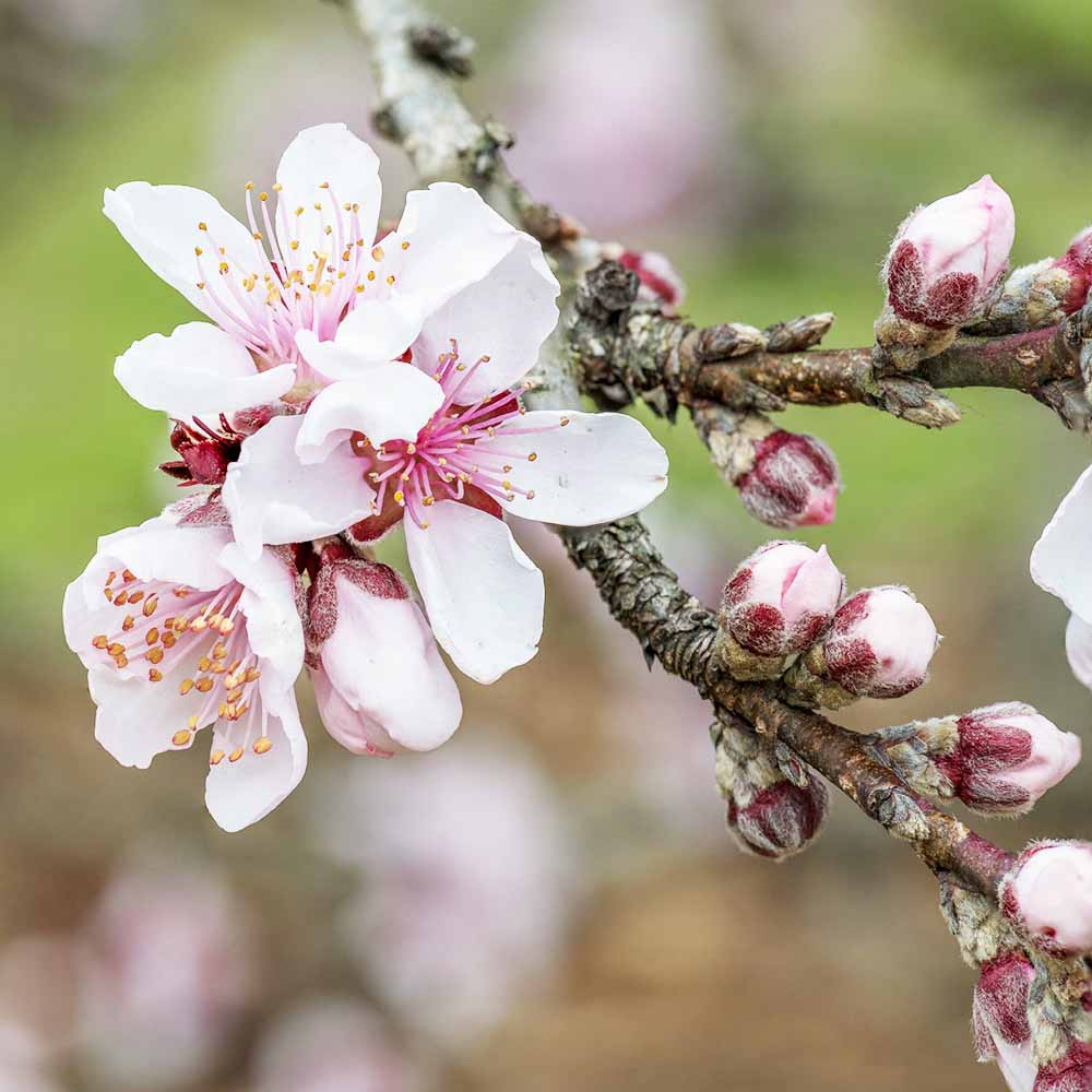 モモ 矮性桃（ドワーフピーチ） ボンファイヤー 苗 販売 苗木部 By 花