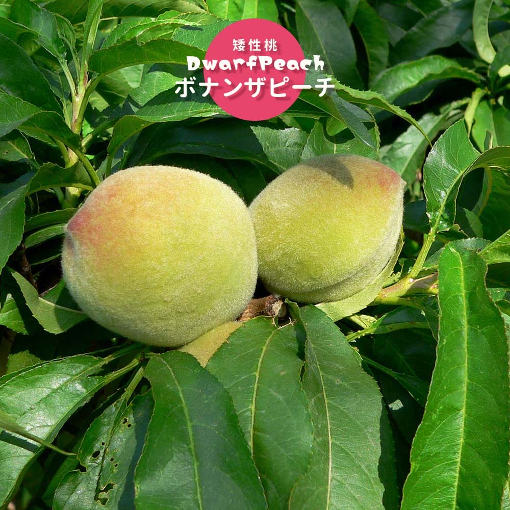 モモ ボナンザピーチ