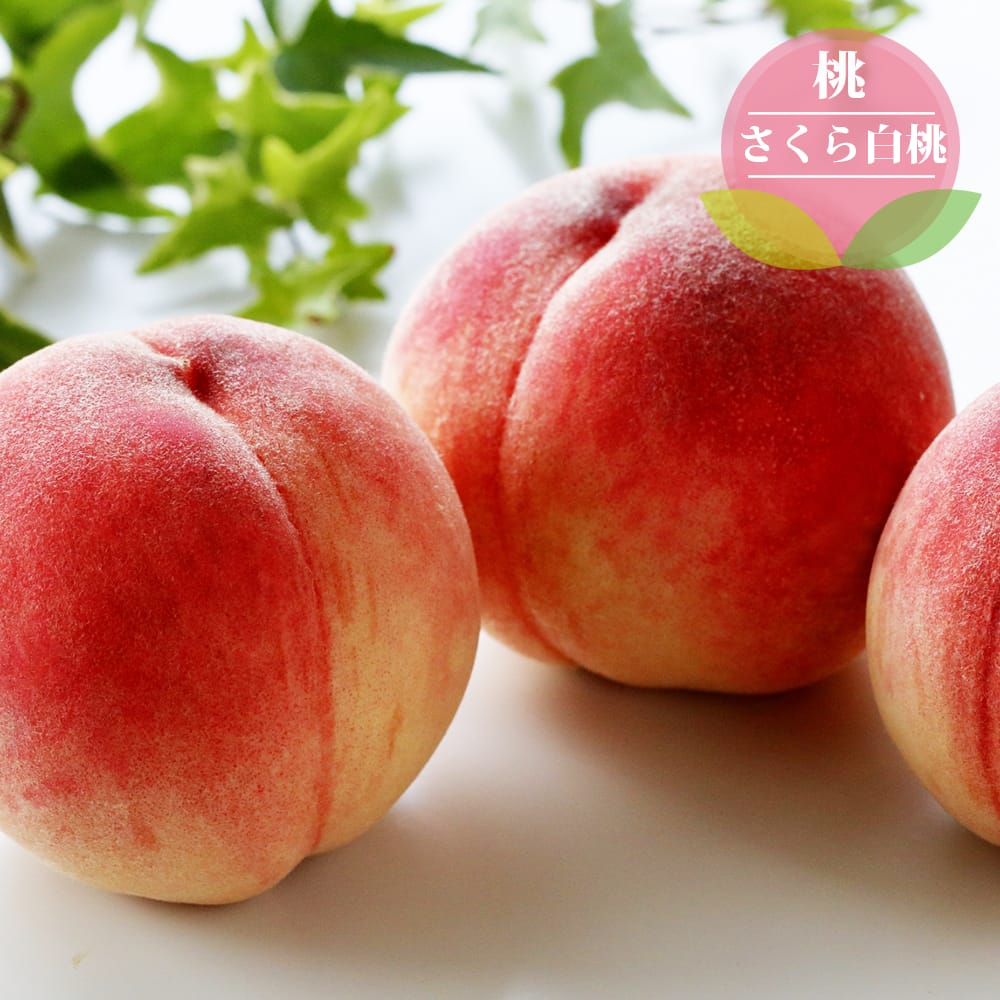 モモ 川中島白桃 