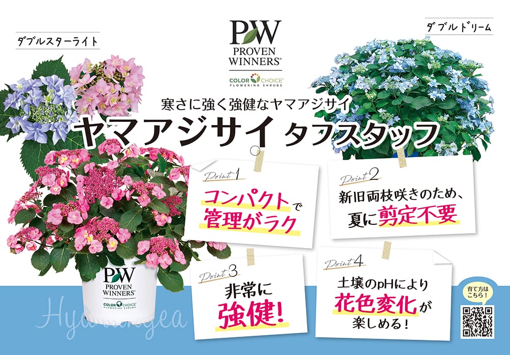 アジサイ タフスタッフ 1