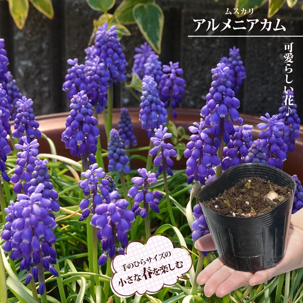 ムスカリ アルメニアカム 