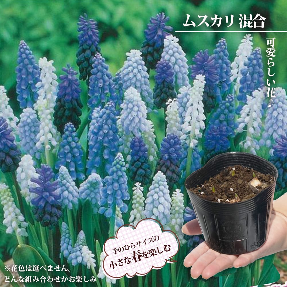 ムスカリ ムスカリ（混合） 