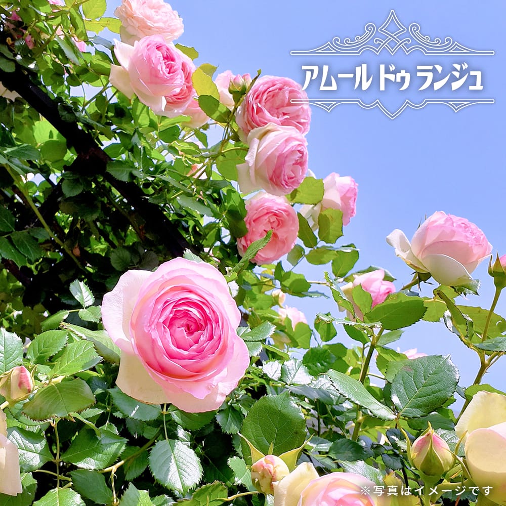 バラ アムール ドゥ ランジュ 