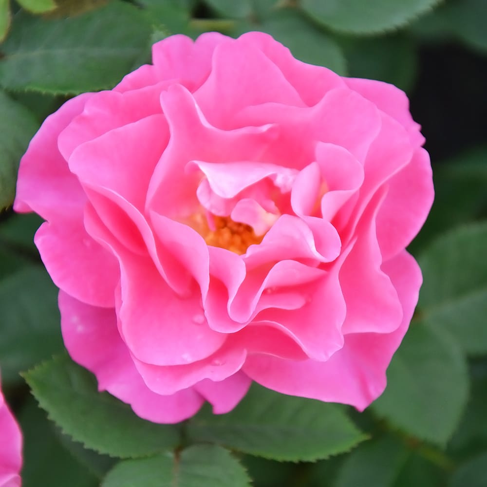 バラ アリュール 1