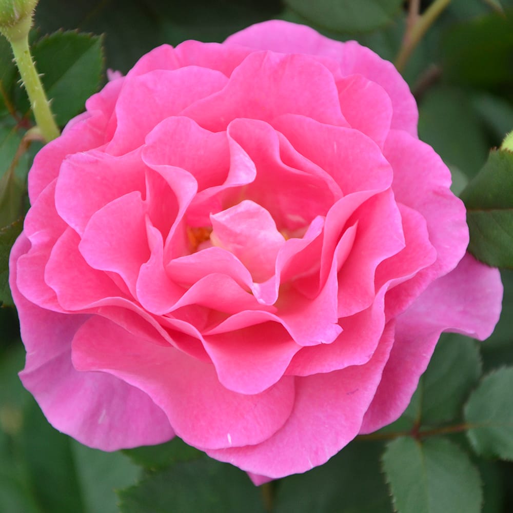 バラ アリュール 2