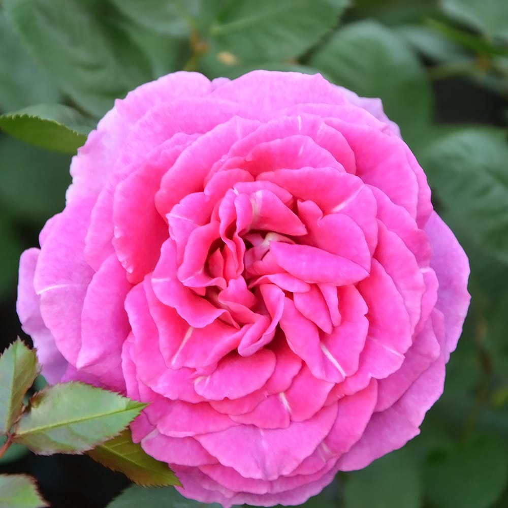 バラ アリュール 3