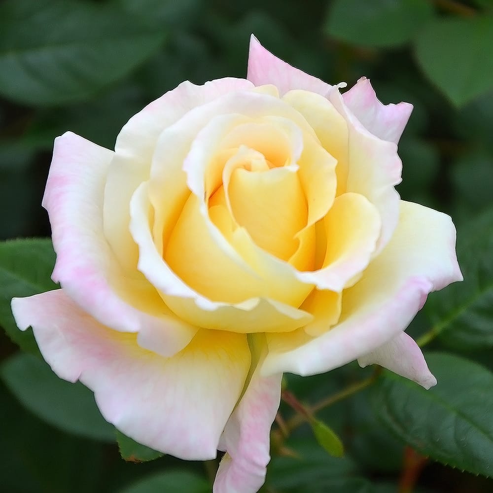 バラ アルページュ 2