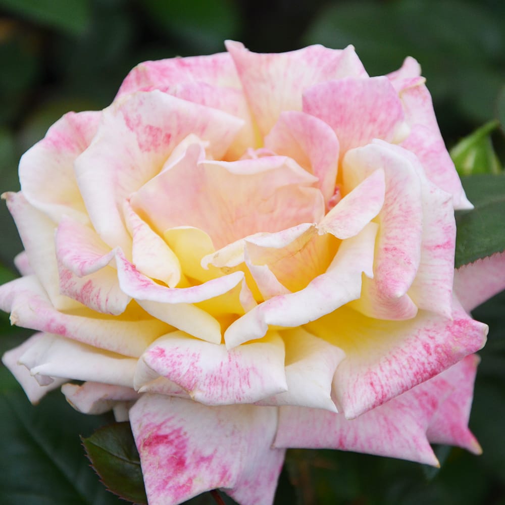 バラ アルページュ 3