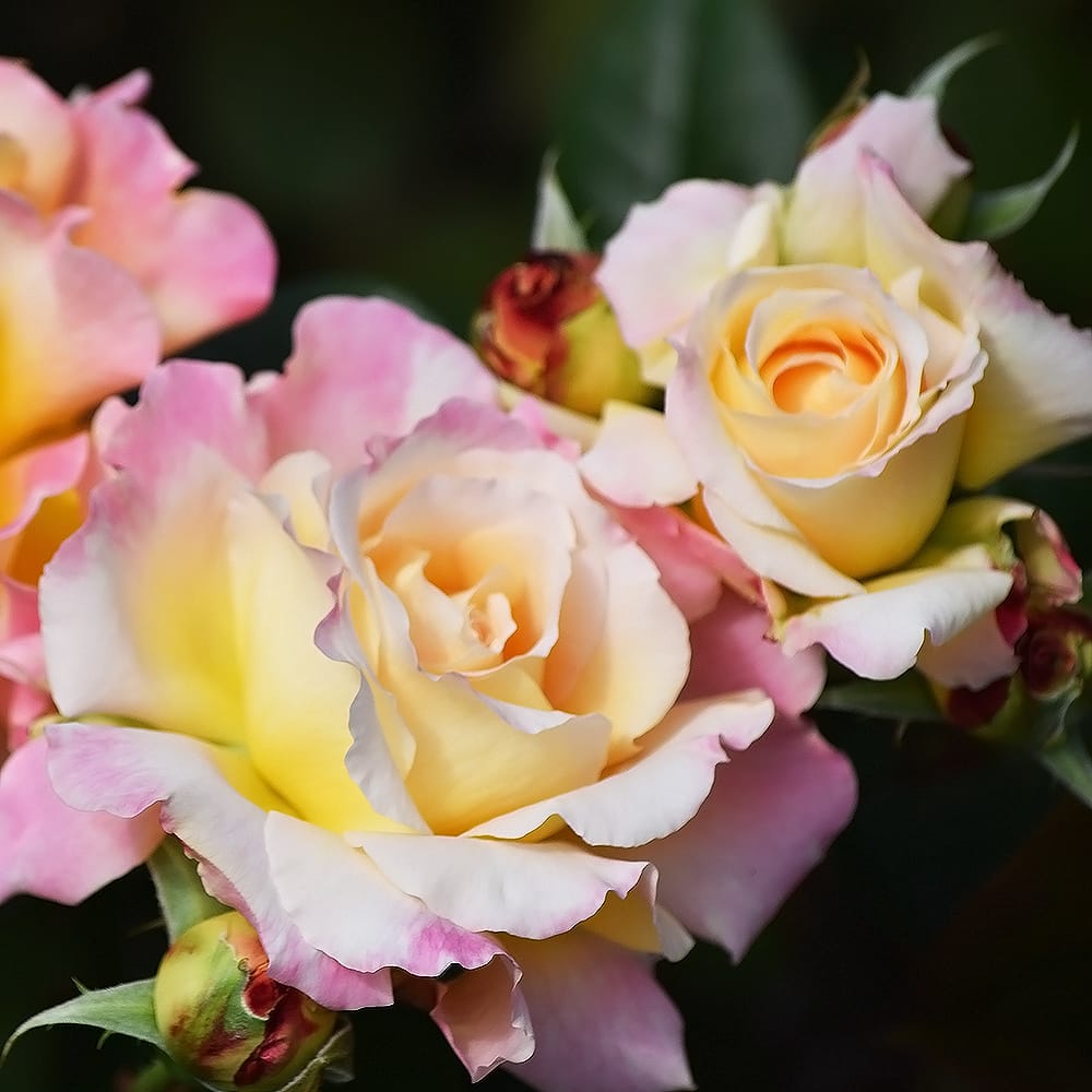 バラ アルページュ 1