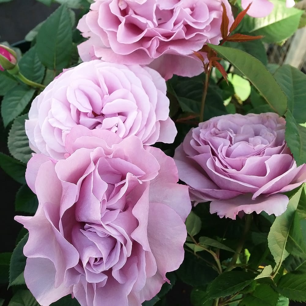 バラ エターナル 1