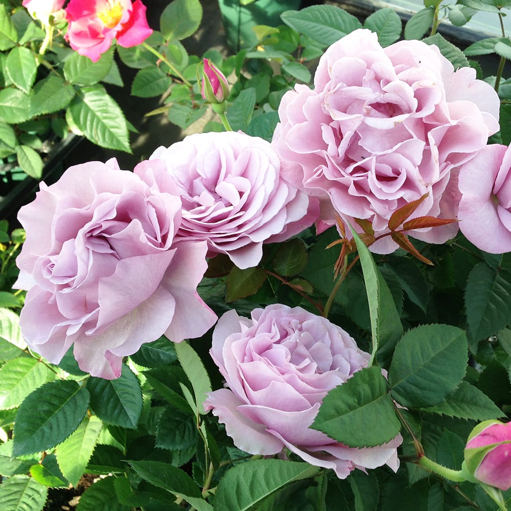 バラ エターナル 2