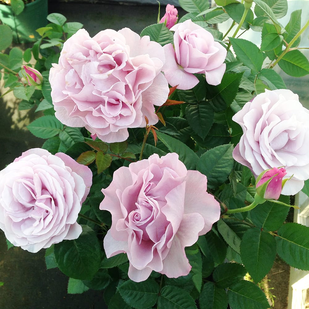 バラ エターナル 3