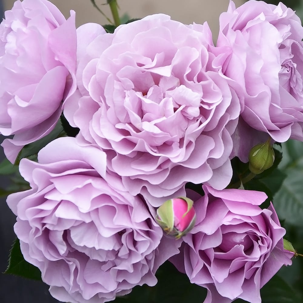 バラ エターナル 4