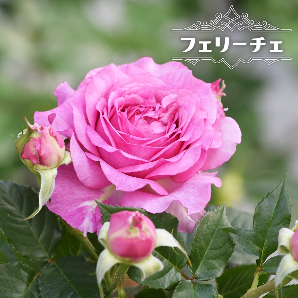 バラ フェリーチェ FL フロリバンダ 苗 販売 苗木部 By 花ひろばオンライン