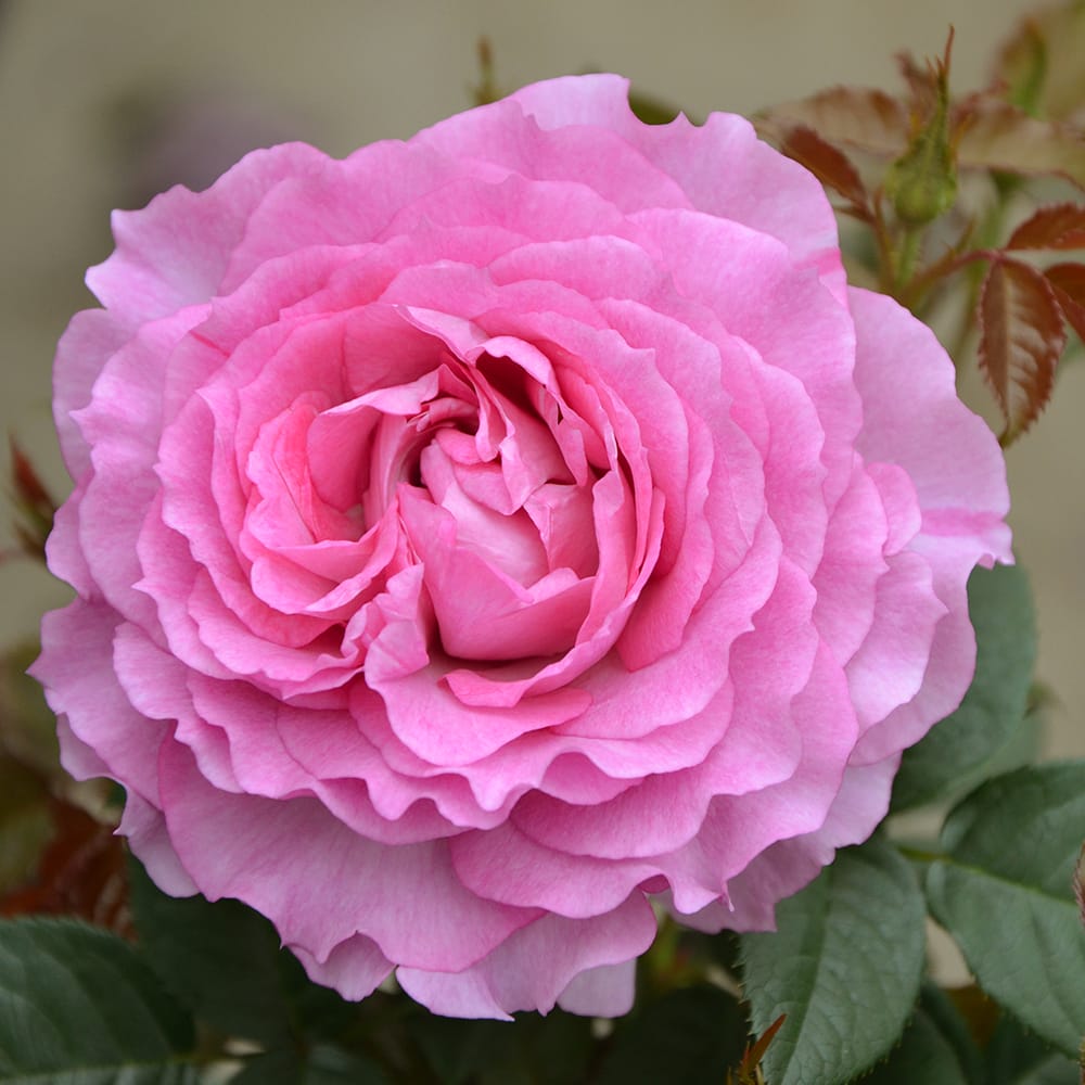 バラ フェリーチェ 1