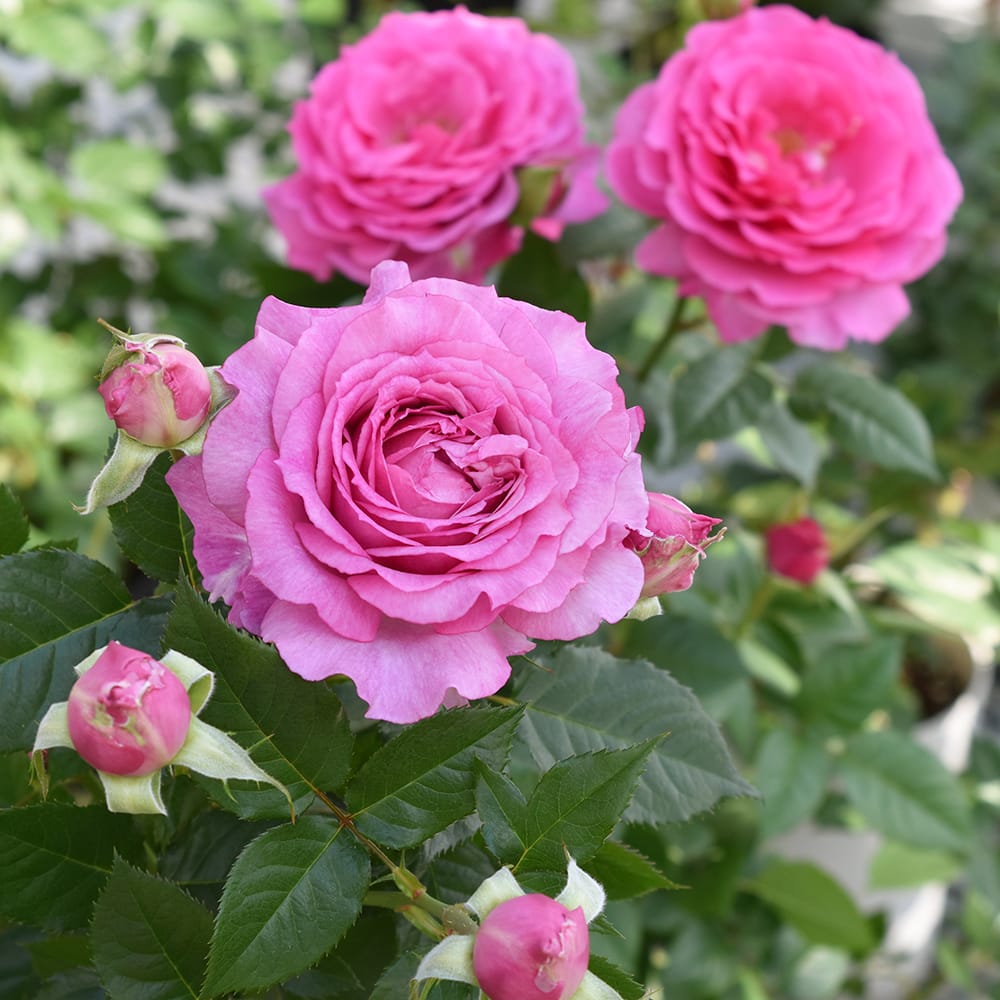 バラ フェリーチェ 2