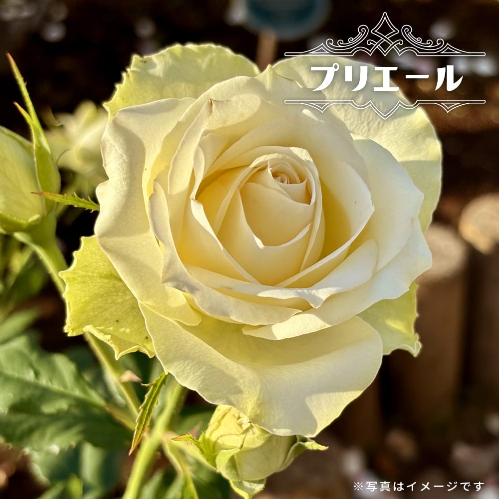 バラ プリエール 2