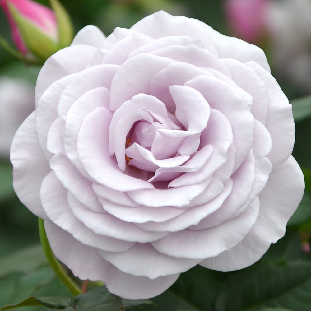 バラ ラフィーネ 1