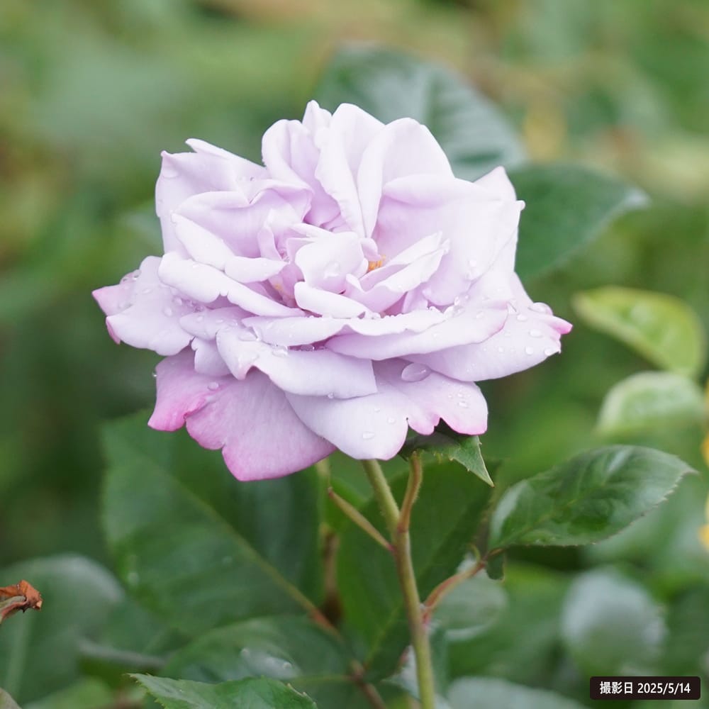 バラ ラフィーネ 2