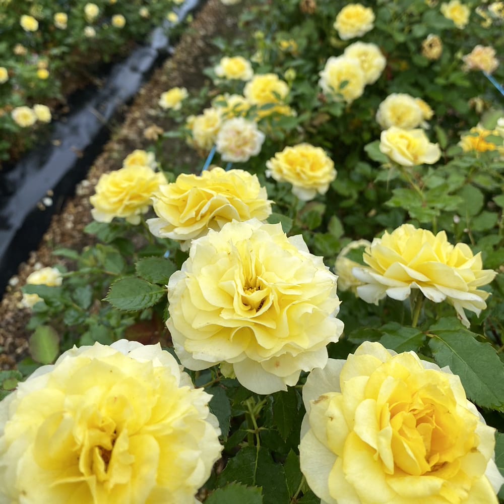 バラ ラルーチェ 1