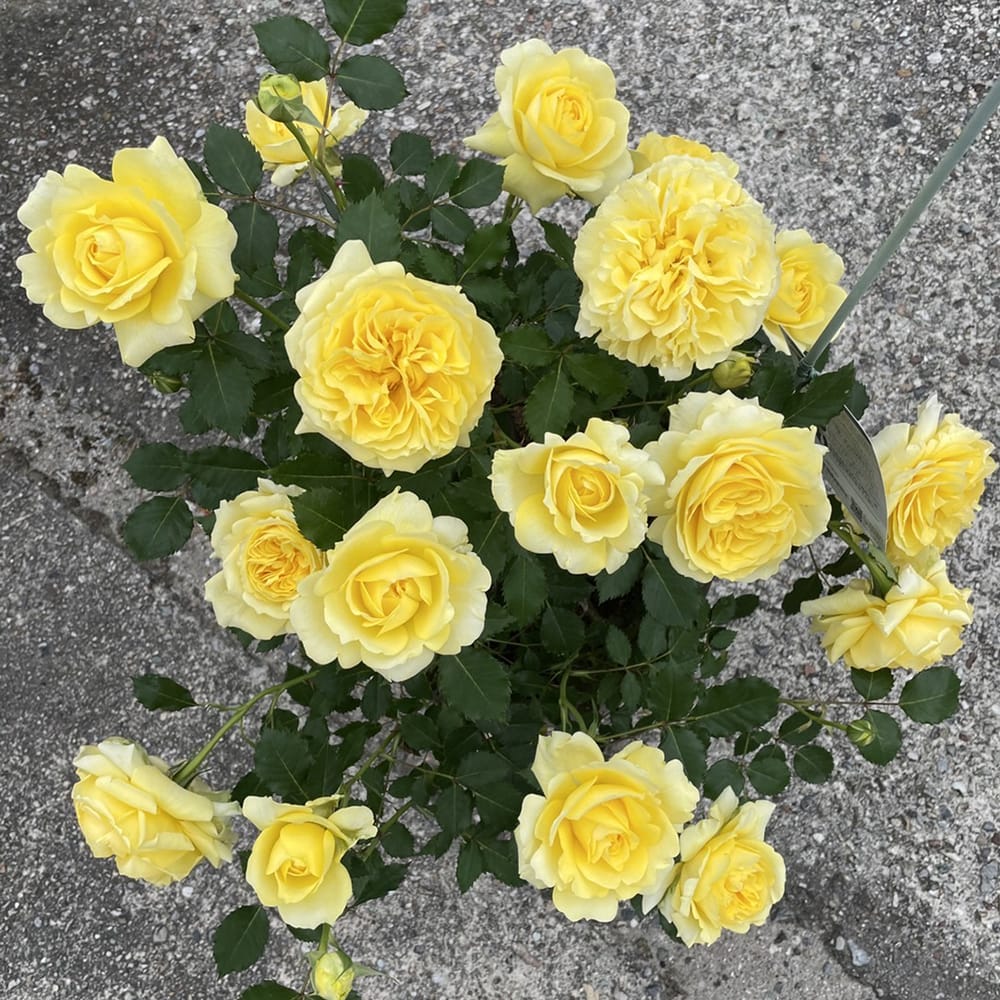 バラ ラルーチェ 2