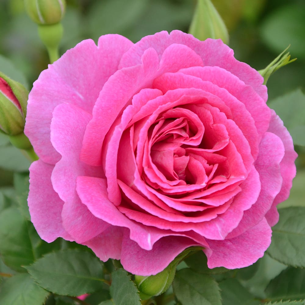 バラ レジーナ 2