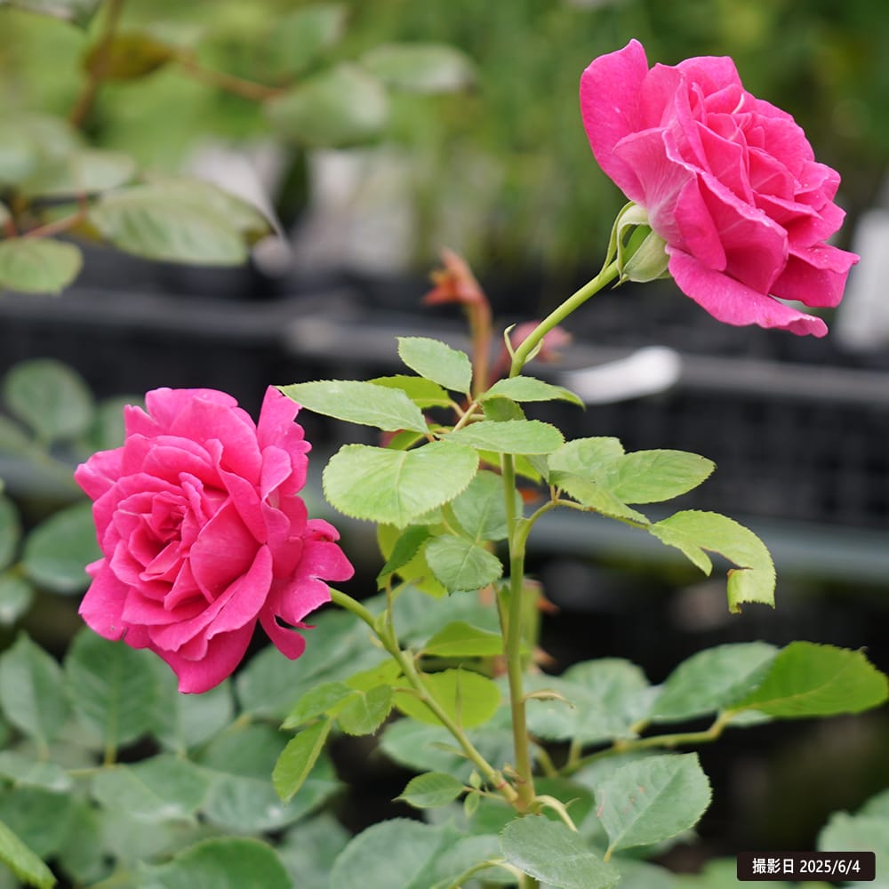 バラ レジーナ 3