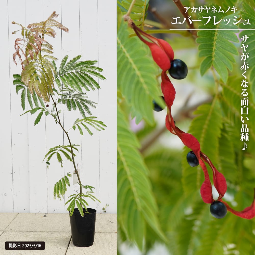 ネムノキ エバーフレッシュ 苗 通販 苗木部 By 花ひろばオンライン