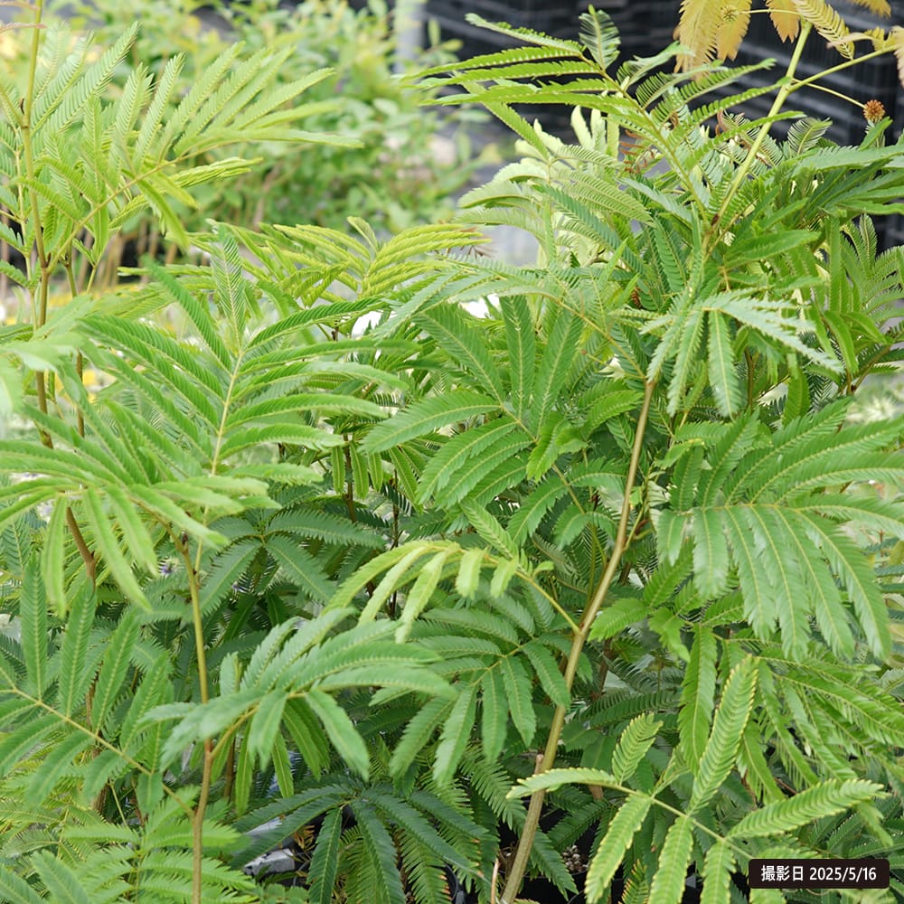 ネムノキ エバーフレッシュ 1