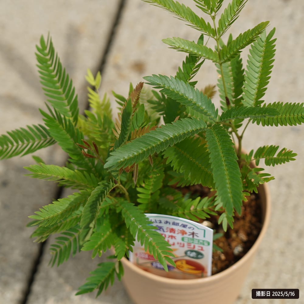 ネムノキ エバーフレッシュ 苗 販売 苗木部 By 花ひろばオンライン