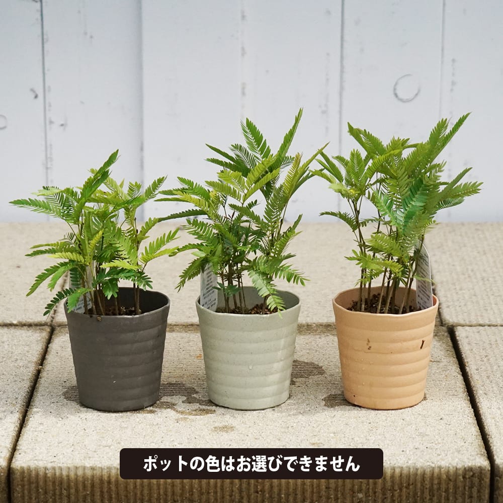 ネムノキ エバーフレッシュ 苗 販売 苗木部 By 花ひろばオンライン