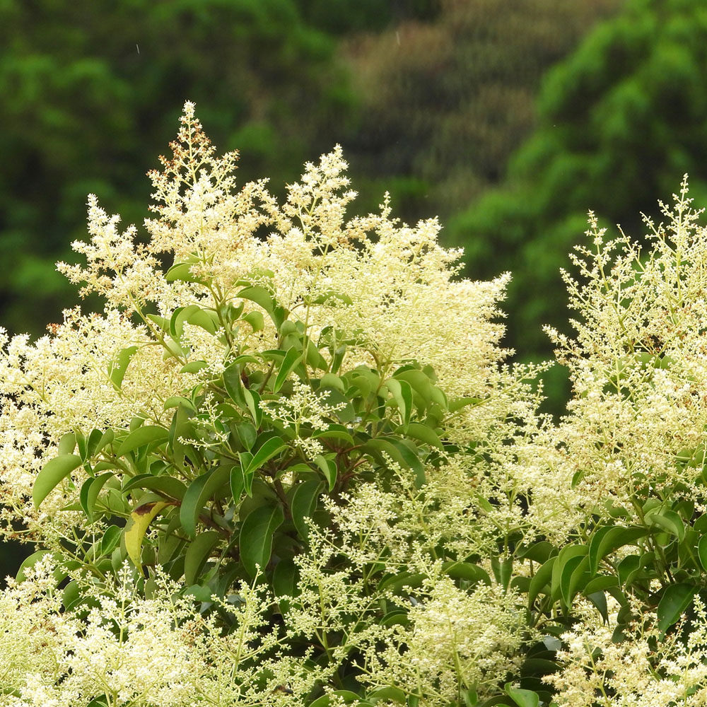 トウネズミモチ 苗 販売 苗木部 By 花ひろばオンライン