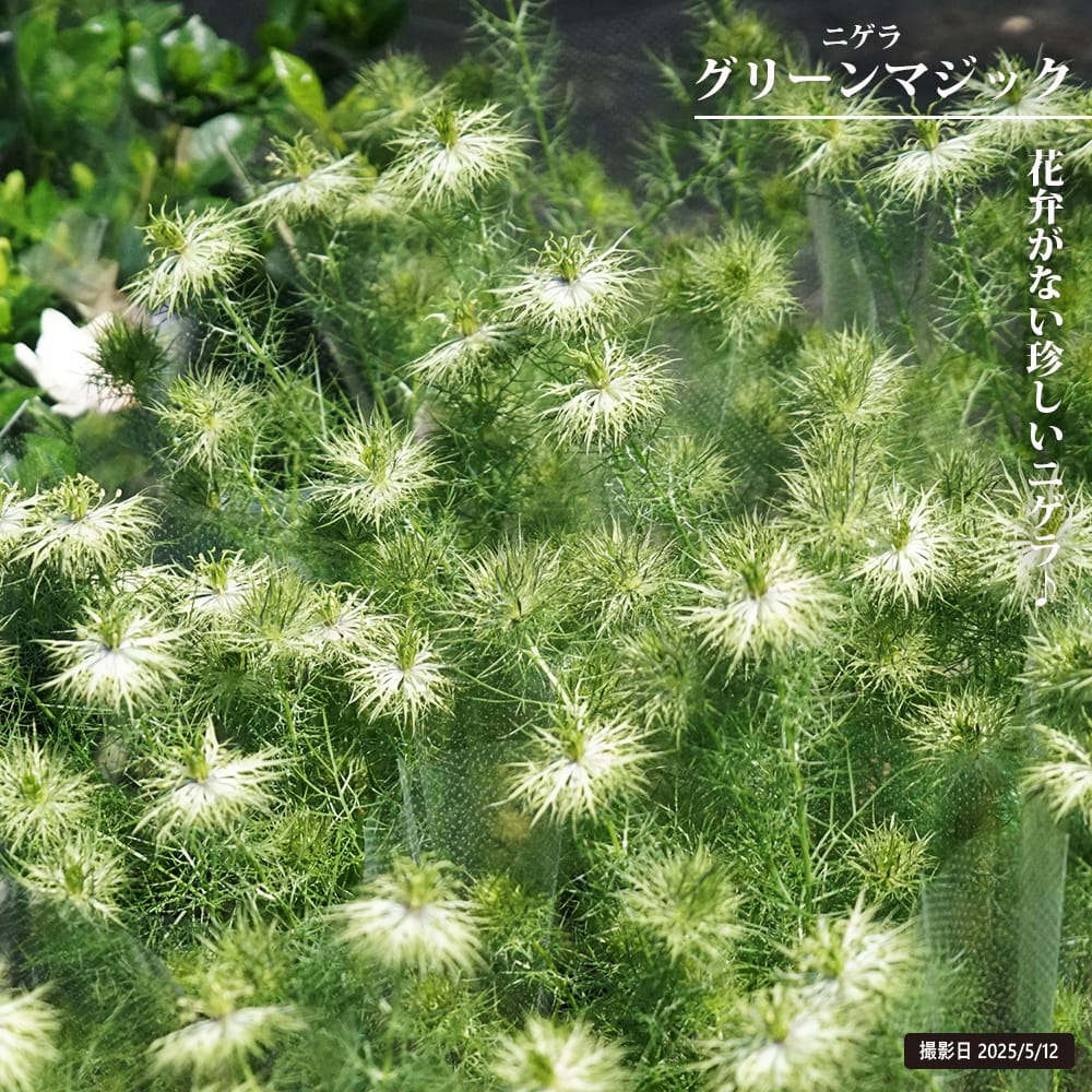 ニゲラ グリーンマジック 苗 販売 苗木部 By 花ひろばオンライン