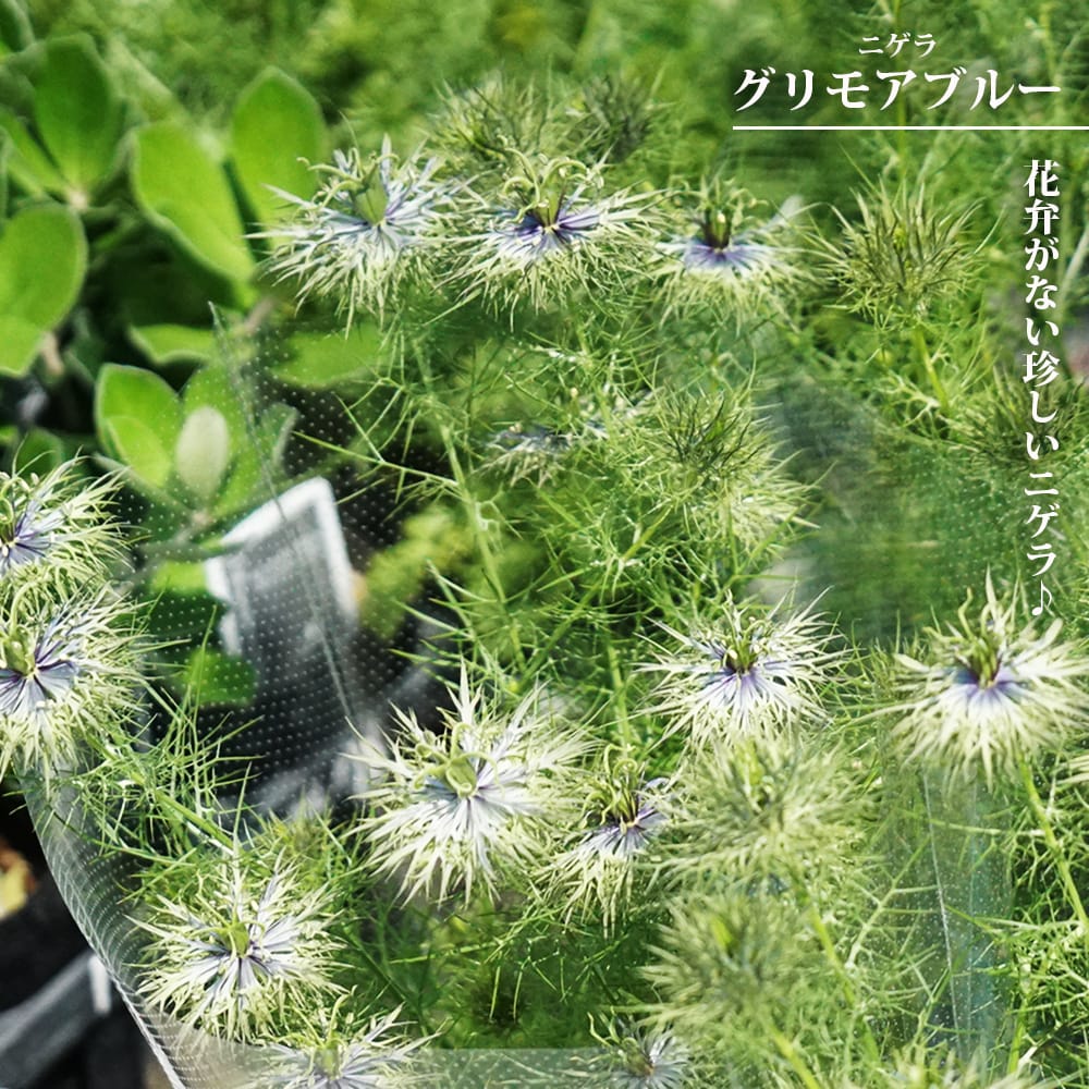 ニゲラ グリーンマジック 