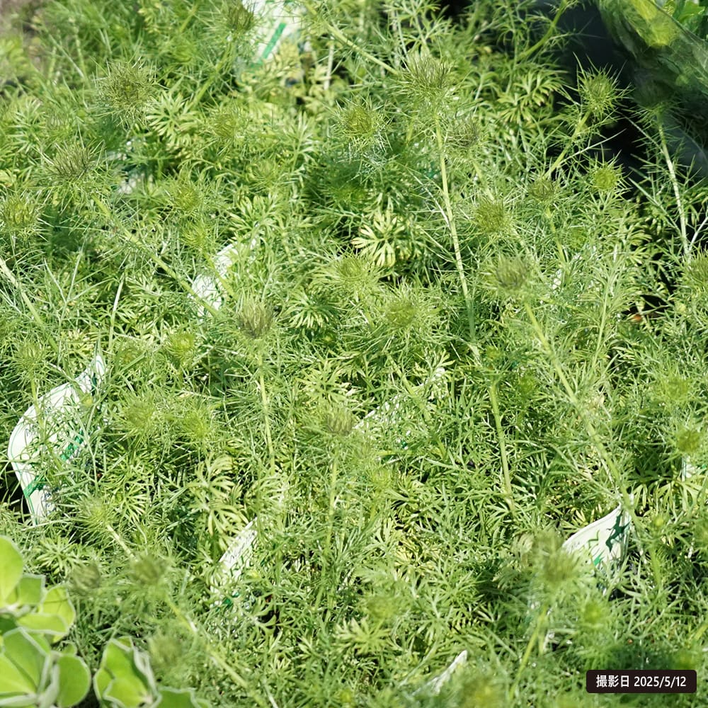 ニゲラ グリーンマジック 1