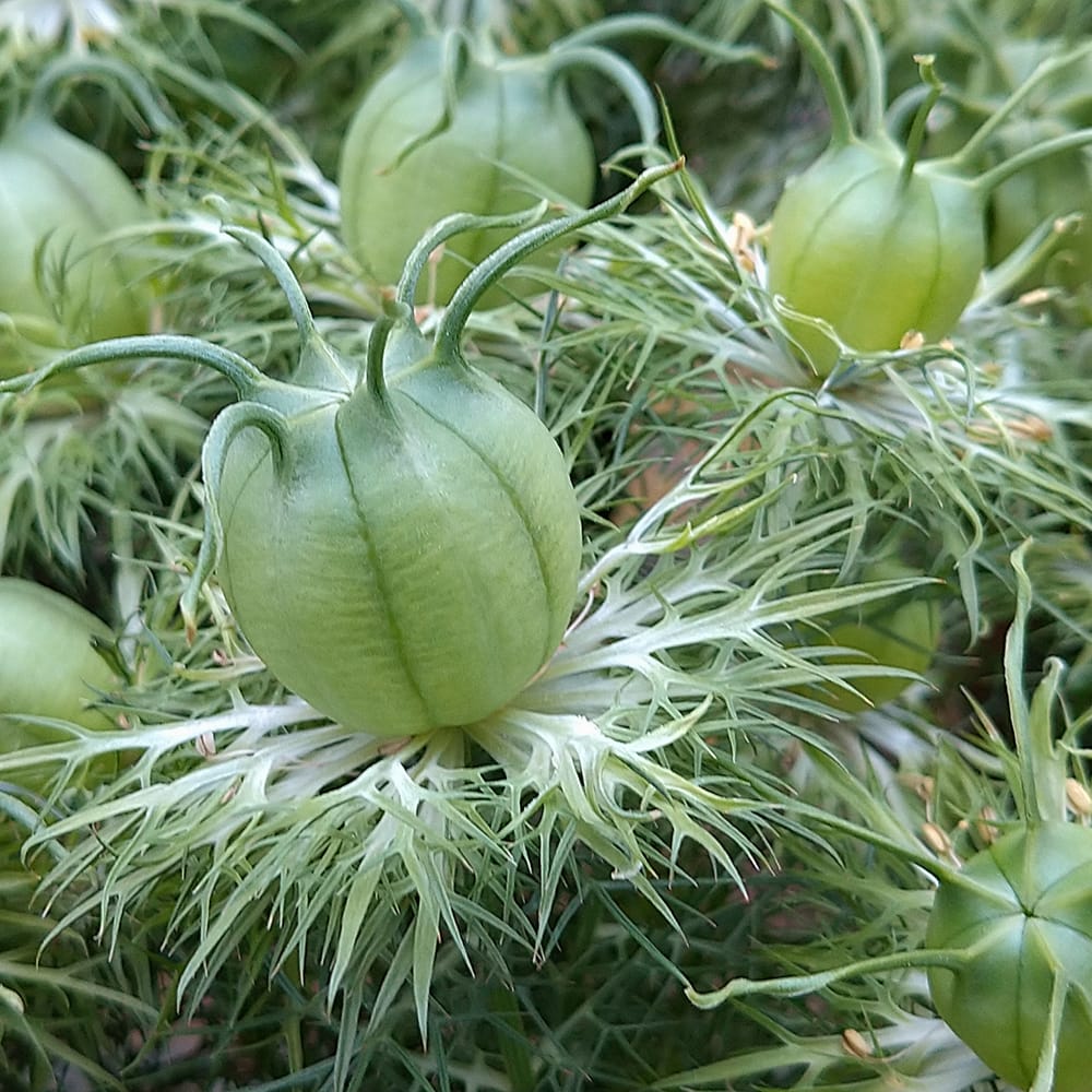 ニゲラ グリーンマジック 2