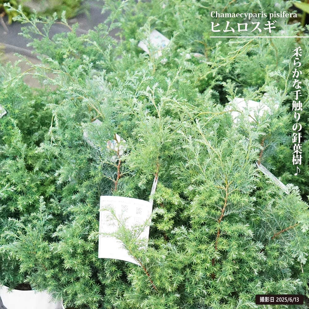 ヒムロ杉 ヒムロスギ 