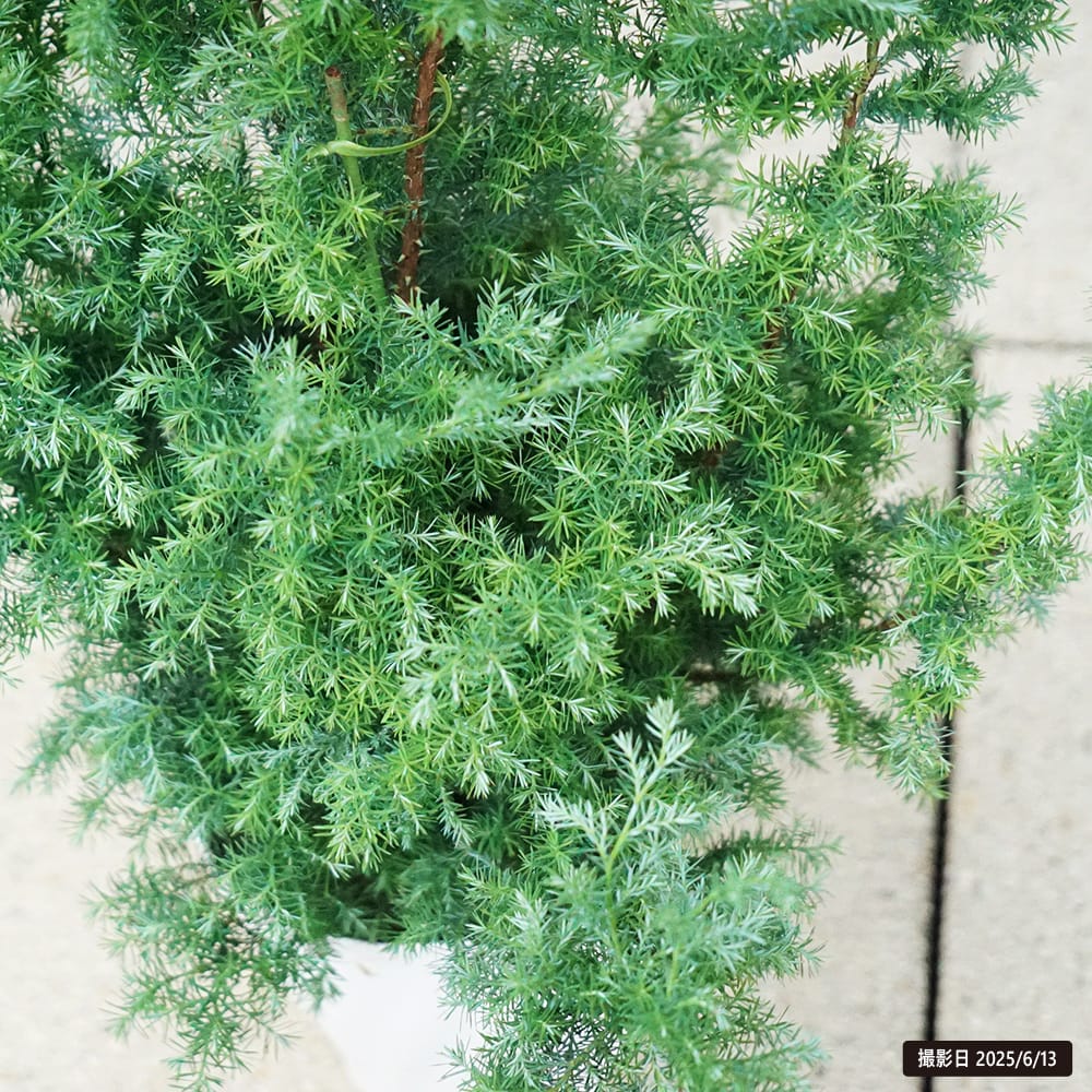 ヒムロスギ 苗 販売 苗木部 By 花ひろばオンライン