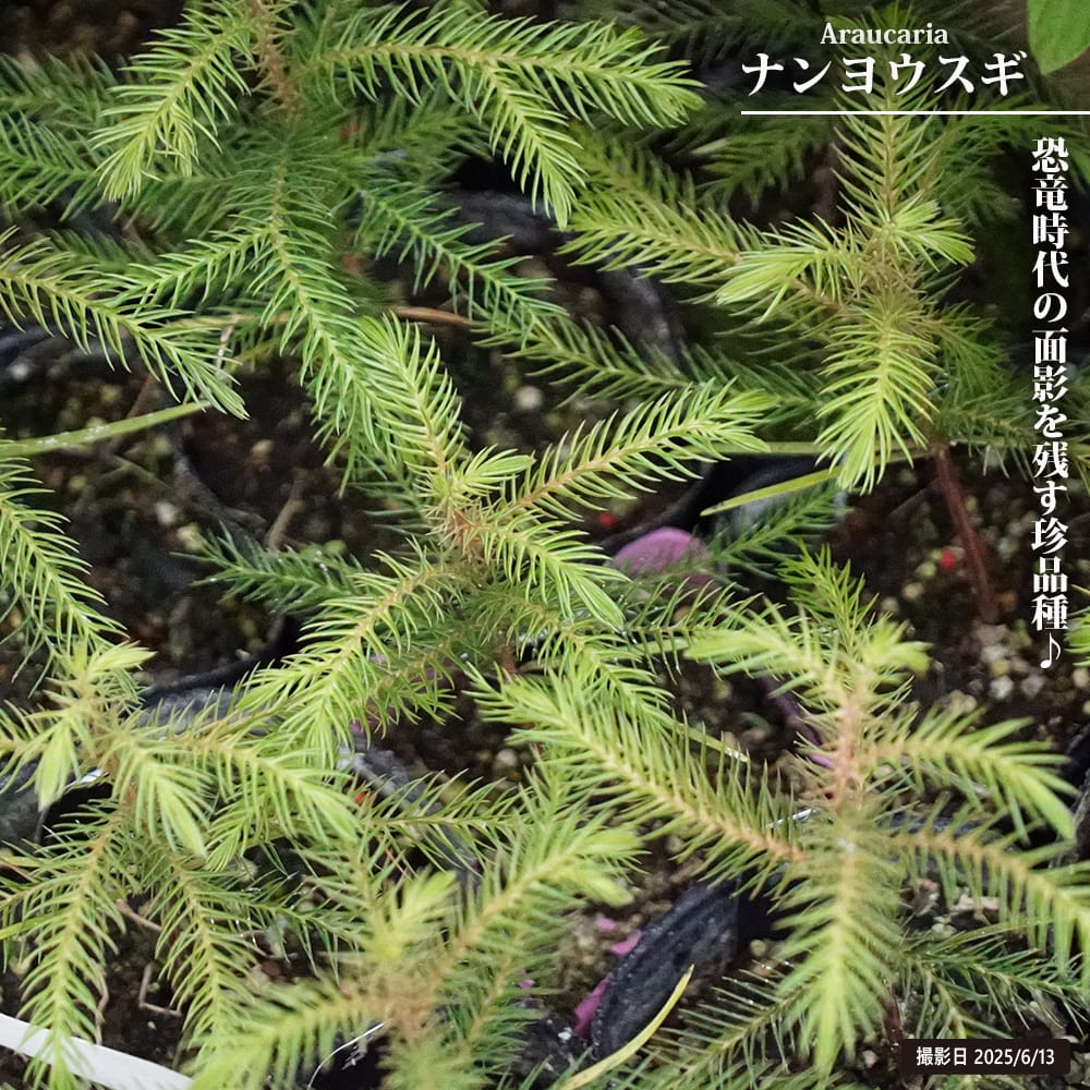 ナンヨウスギ 苗 販売 苗木部 By 花ひろばオンライン