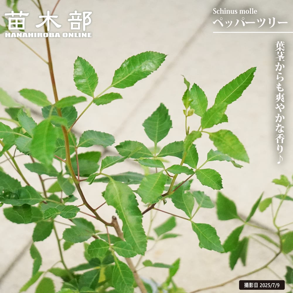 ペッパーツリー ペッパーツリー 