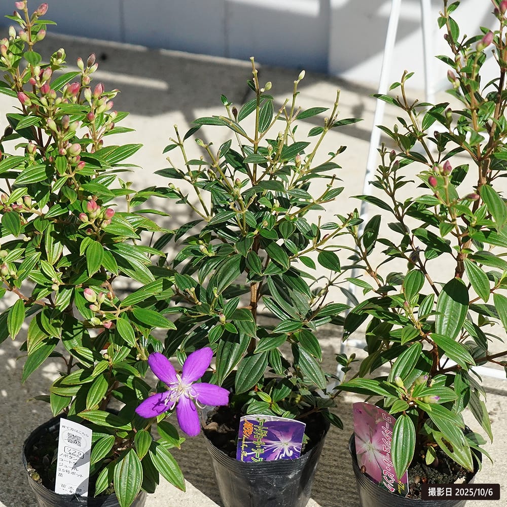 ノボタン コートダジュール 1