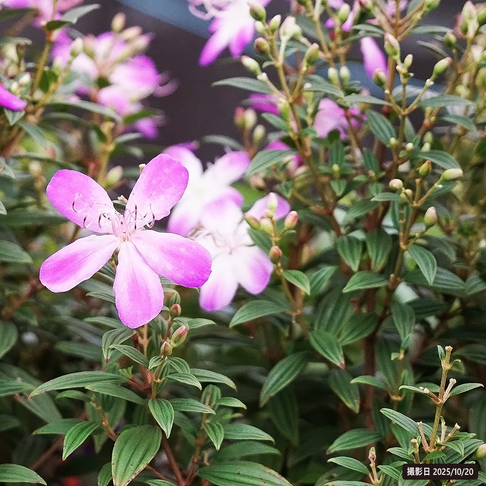 ノボタン コートダジュール ワープ 3